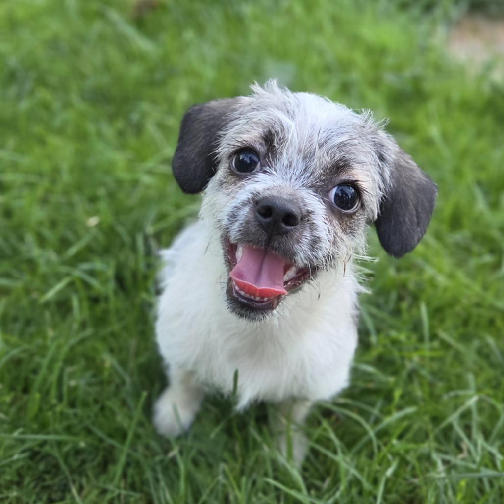 Spanky (Emory), a Adoptable mixed breed in Alma, WI image 2/6