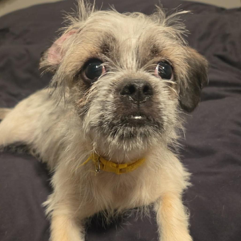 Enlarge Spanky (Emory), a Adoptable mixed breed in Alma, WI image 3/6