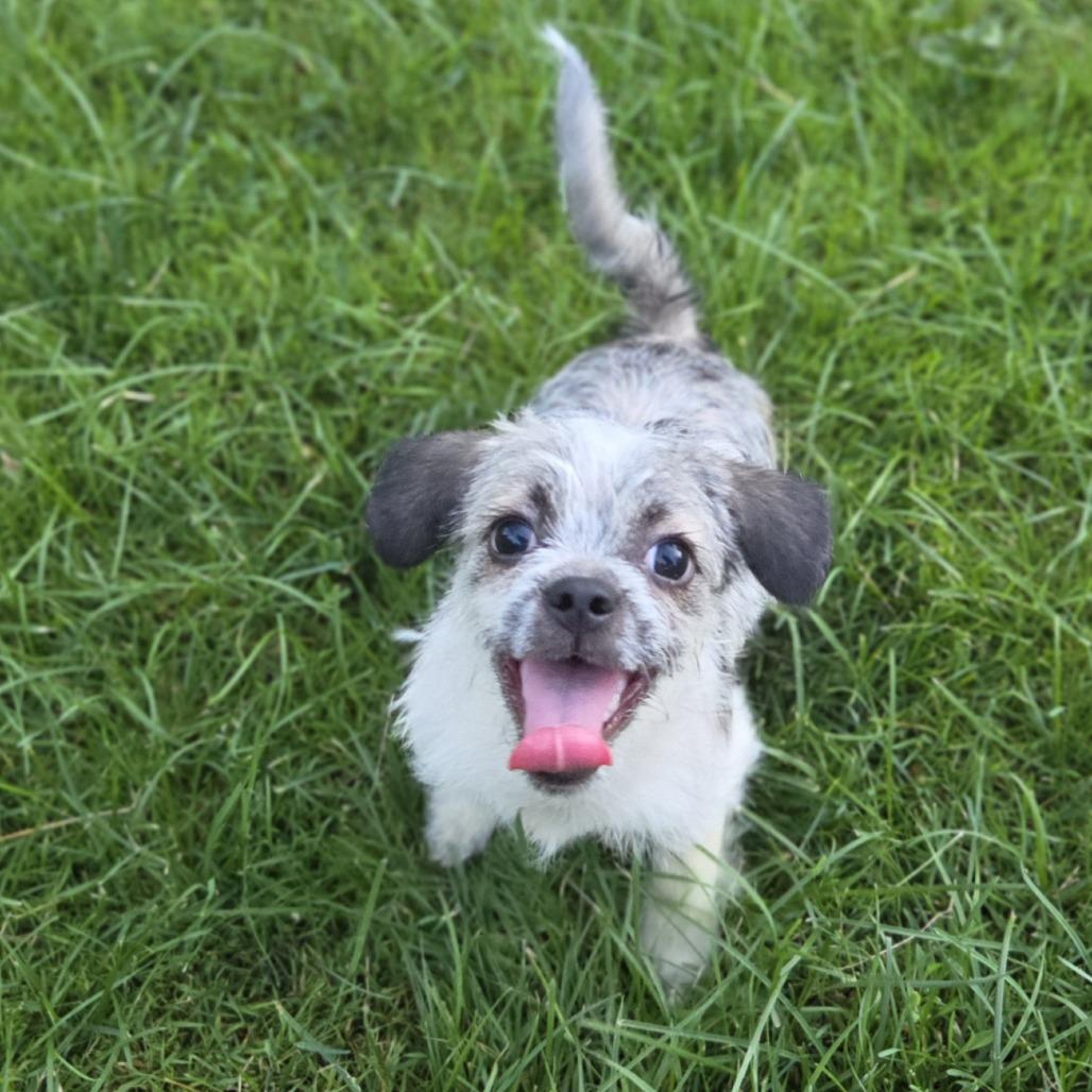 Spanky (Emory), a Adoptable mixed breed in Alma, WI image 4/6