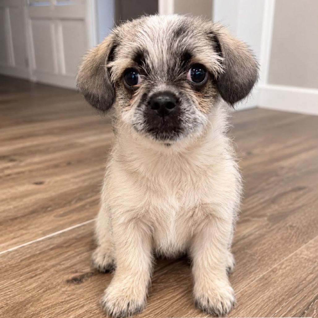 Spanky (Emory), a Adoptable mixed breed in Alma, WI image 5/6