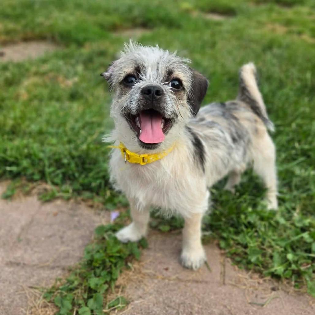 Spanky (Emory), a Adoptable mixed breed in Alma, WI image 6/6