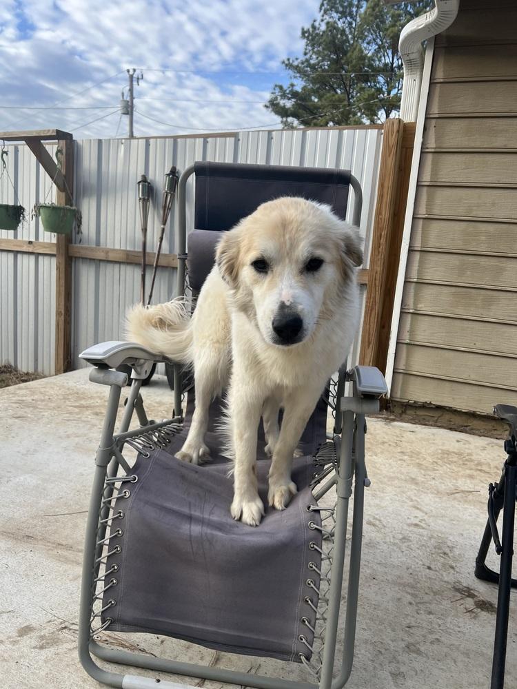 Sassy, Adoptable, Young Female Golden Retriever & Great Pyrenees.