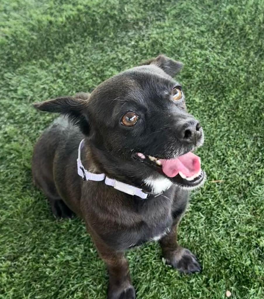 Enlarge Oreo, a Adopted mixed breed in Fort Myers, FL image 1/4