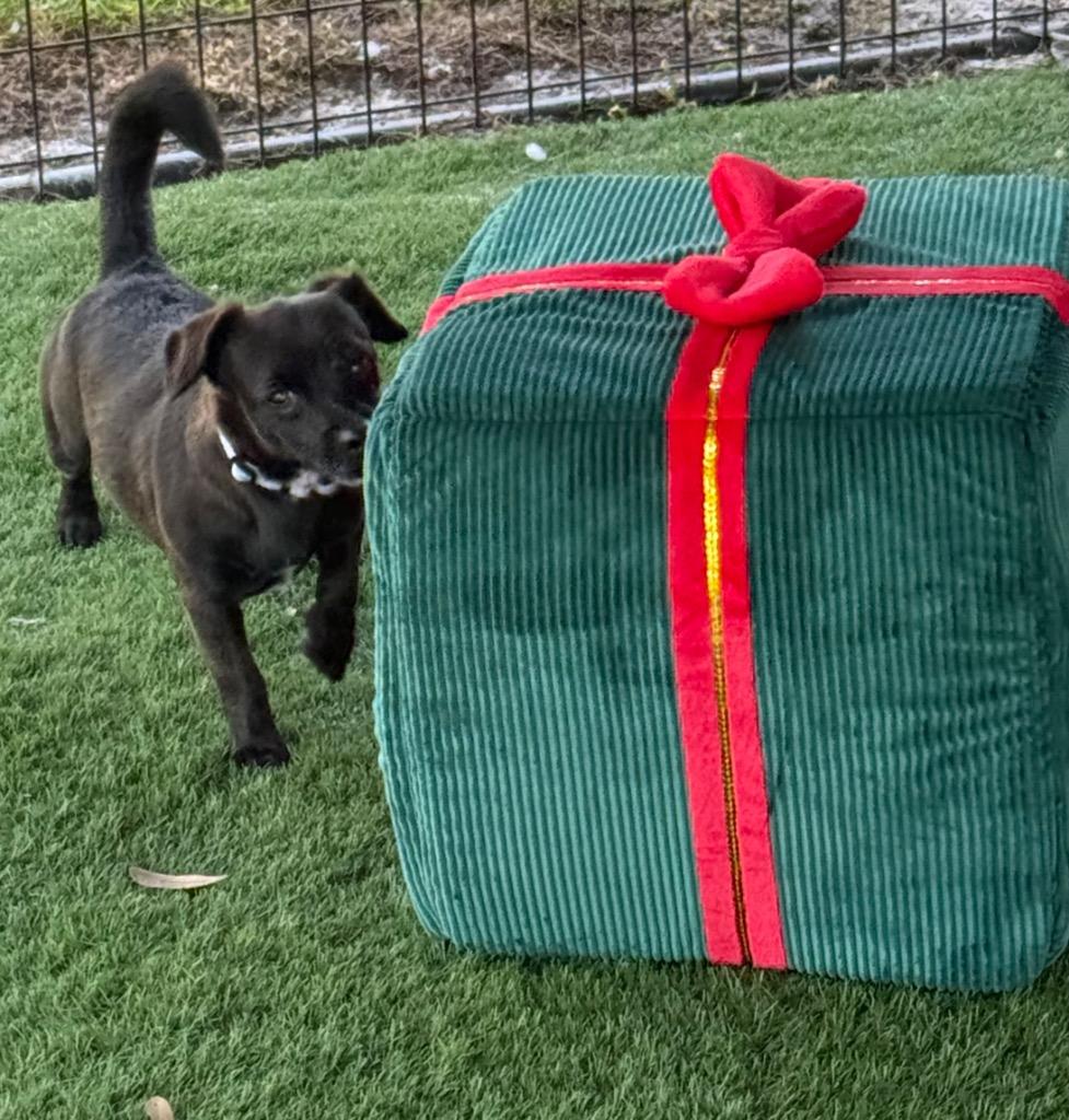 Enlarge Oreo, a Adopted mixed breed in Fort Myers, FL image 2/4