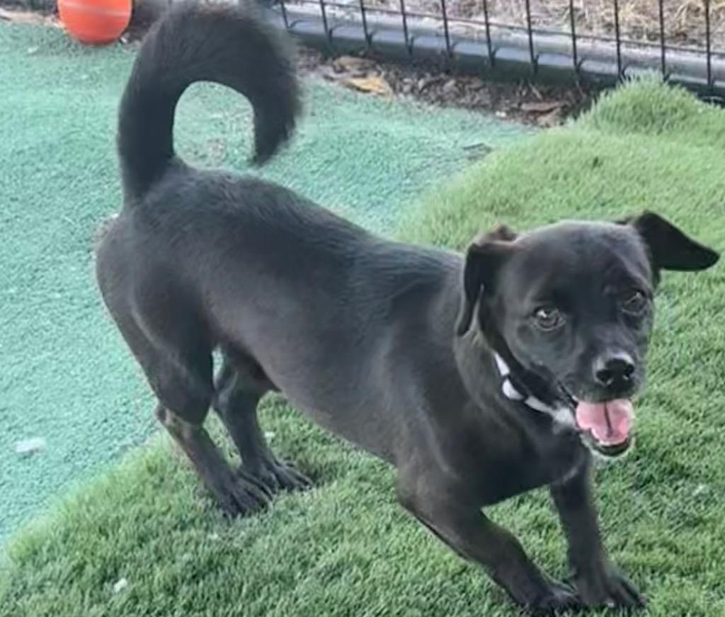 Enlarge Oreo, a Adopted mixed breed in Fort Myers, FL image 3/4
