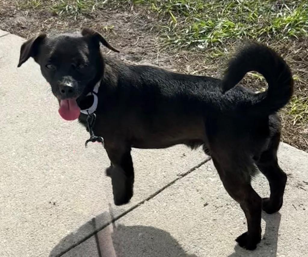 Enlarge Oreo, a Adopted mixed breed in Fort Myers, FL image 4/4