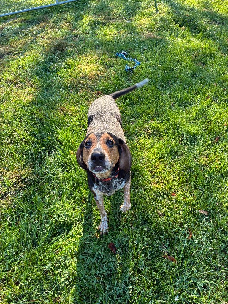 Tucker, Adoptable, Adult Male Bluetick Coonhound.
