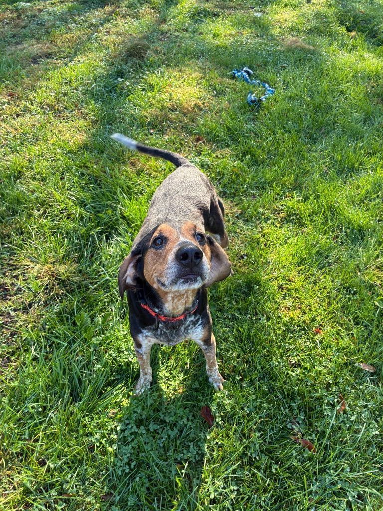 Enlarge Tucker, a Adoptable Bluetick Coonhound in Marion, OH image 2/3