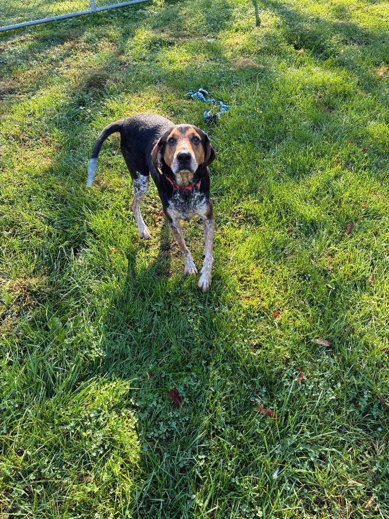 Enlarge Tucker, a Adoptable Bluetick Coonhound in Marion, OH image 3/3