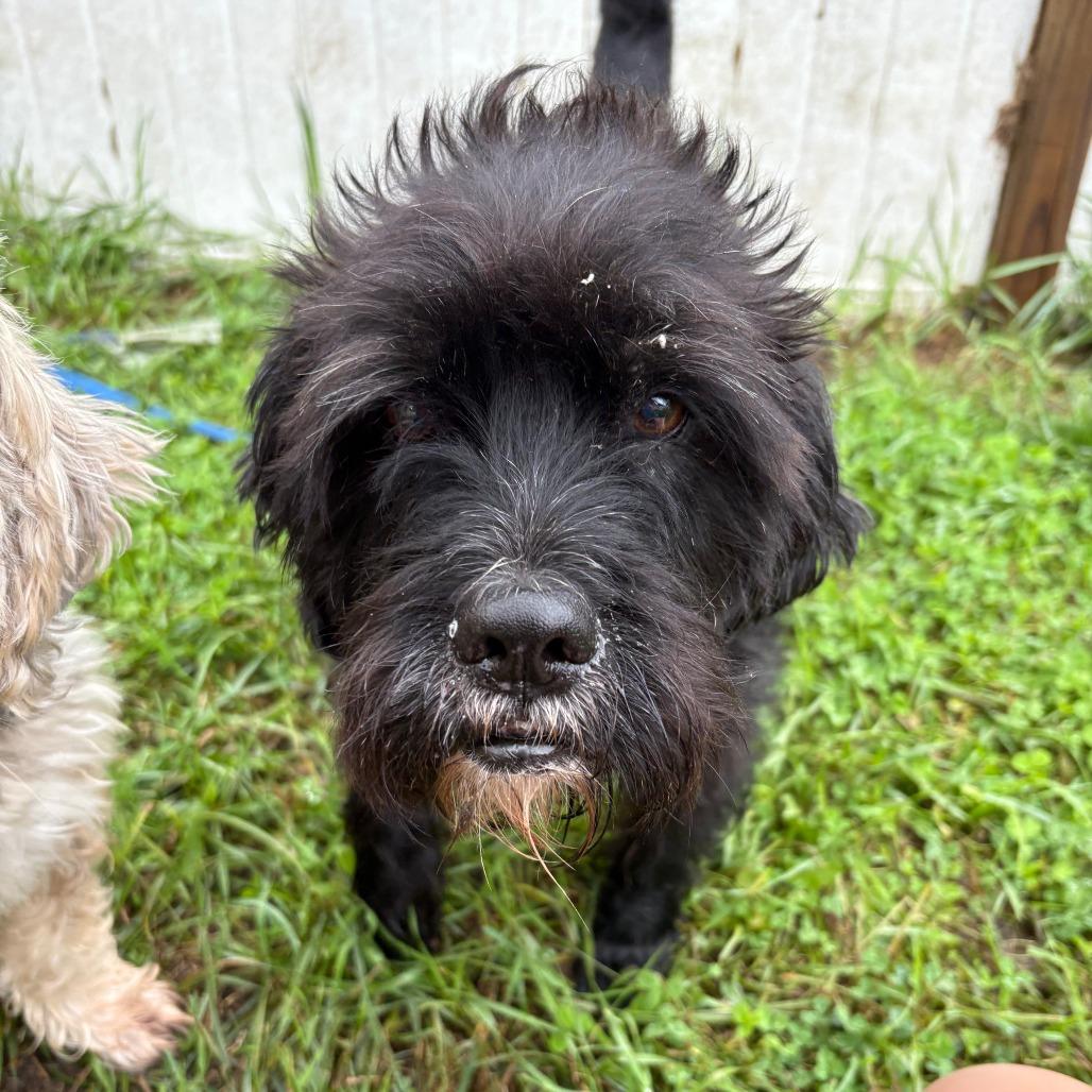Enlarge Tuffy (Bonded to Stubby), a Adoptable mixed breed in West Des Moines, IA image 1/3