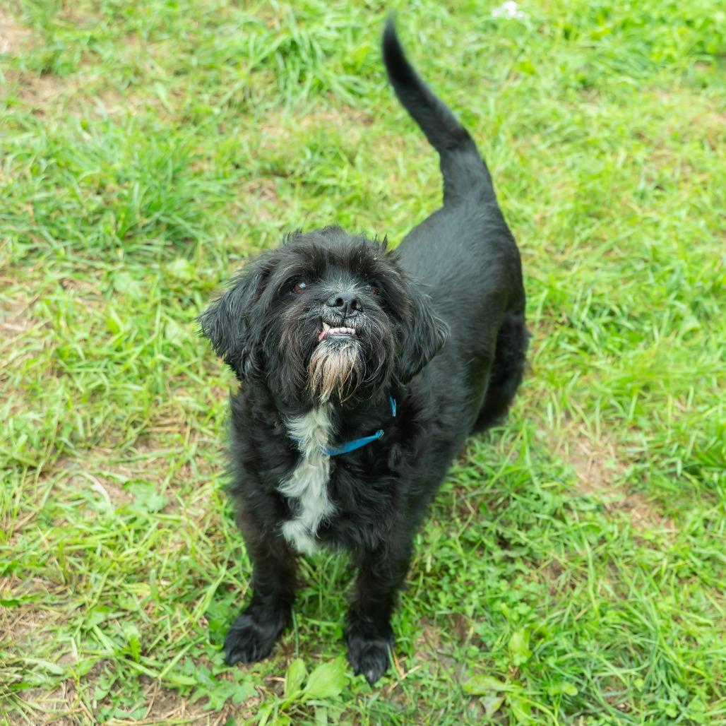 Enlarge Tuffy (Bonded to Stubby), a Adoptable mixed breed in West Des Moines, IA image 2/3