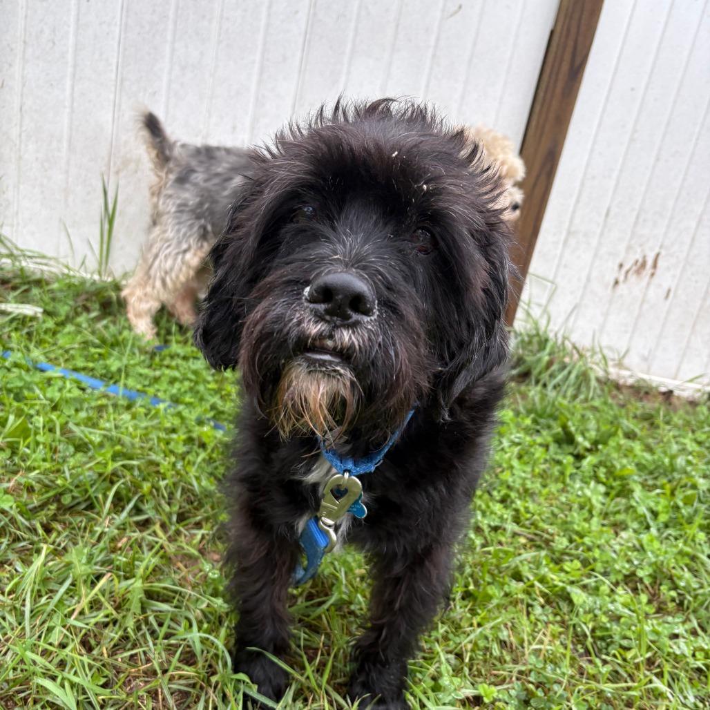 Enlarge Tuffy (Bonded to Stubby), a Adoptable mixed breed in West Des Moines, IA image 3/3