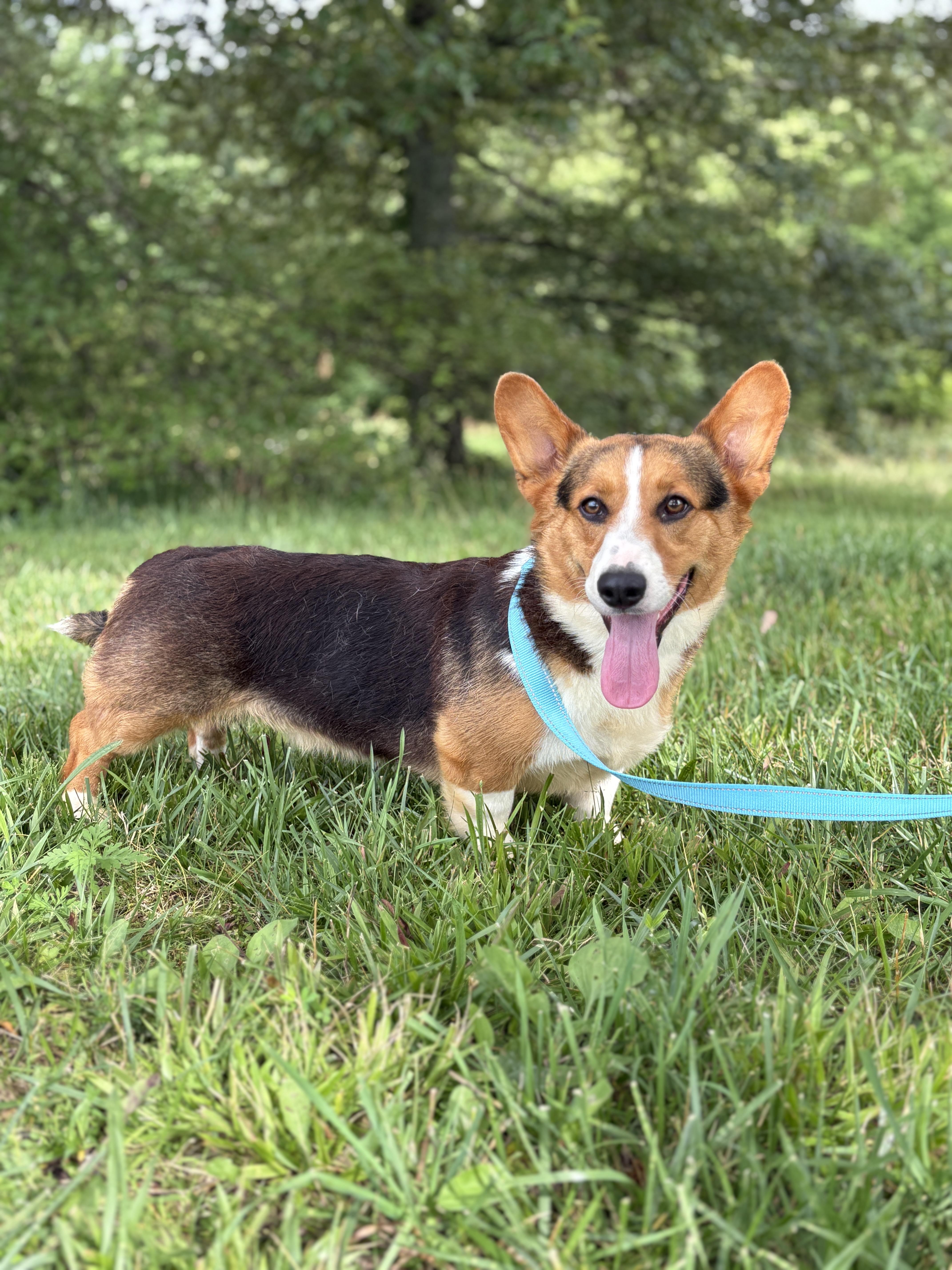 Enlarge Bo- Transport, a Adoptable Corgi in Mount Joy, PA image 5/6