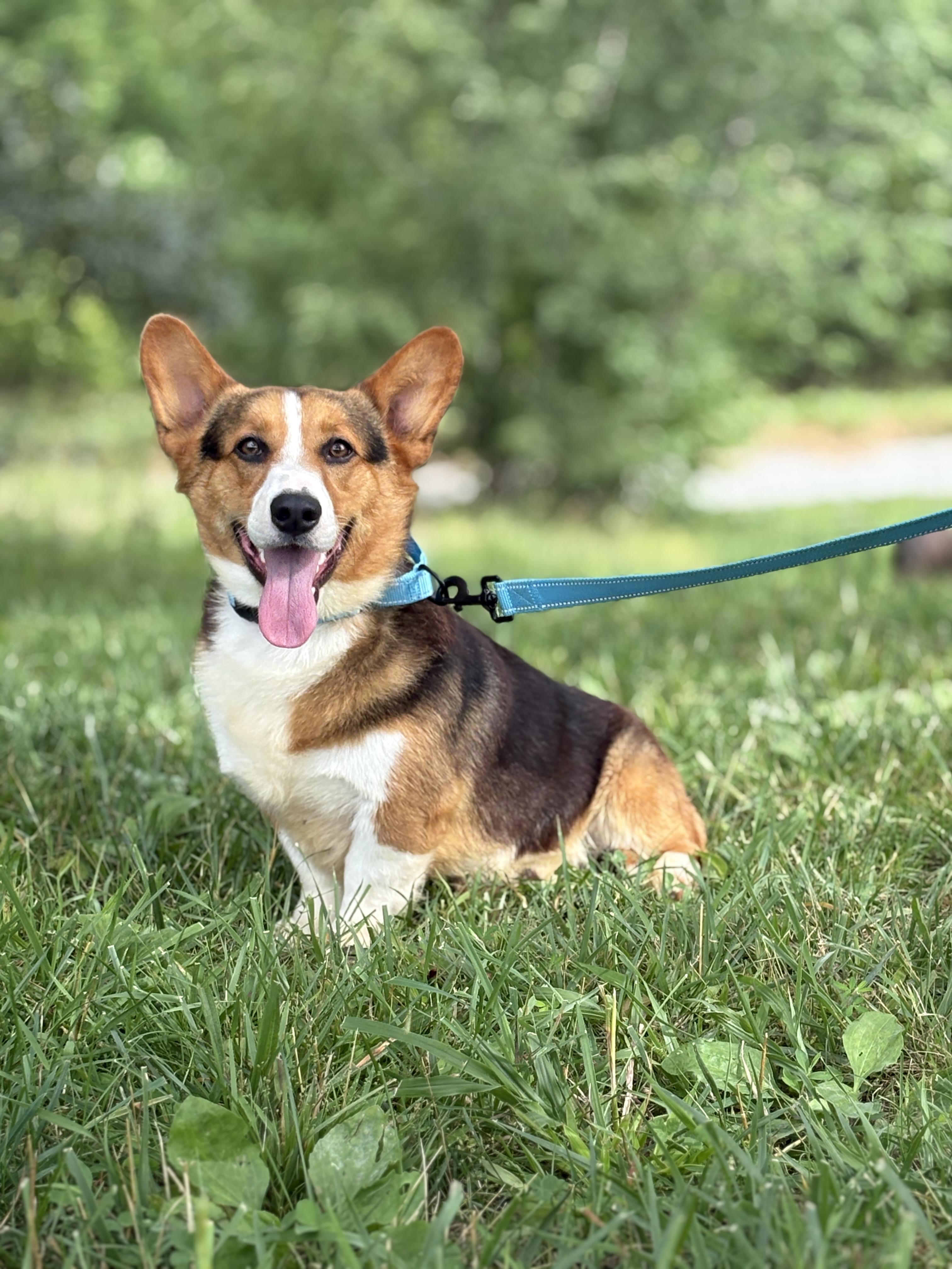 Enlarge Bo- Transport, a Adoptable Corgi in Mount Joy, PA image 1/6