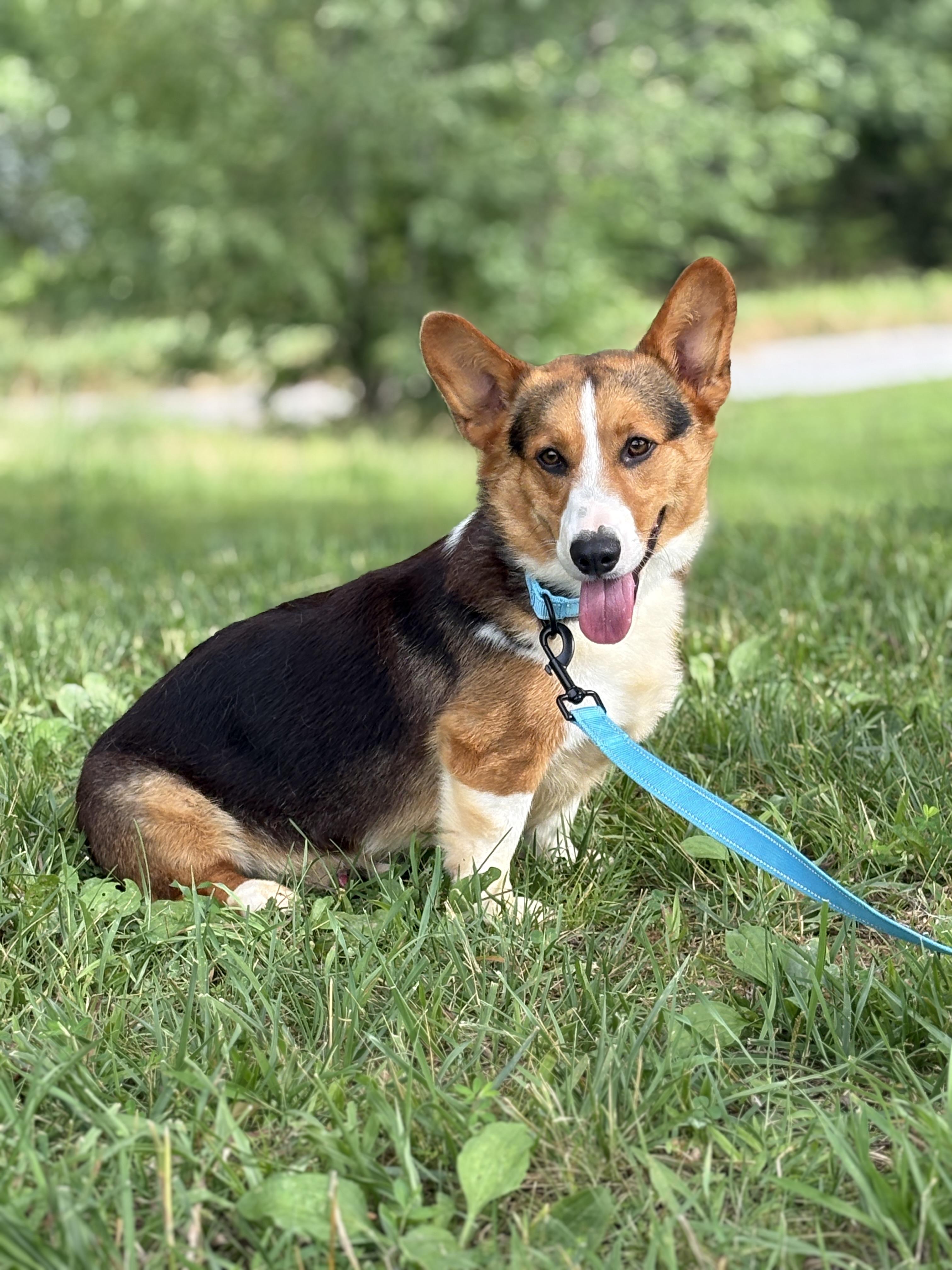Enlarge Bo- Transport, a Adoptable Corgi in Mount Joy, PA image 4/6
