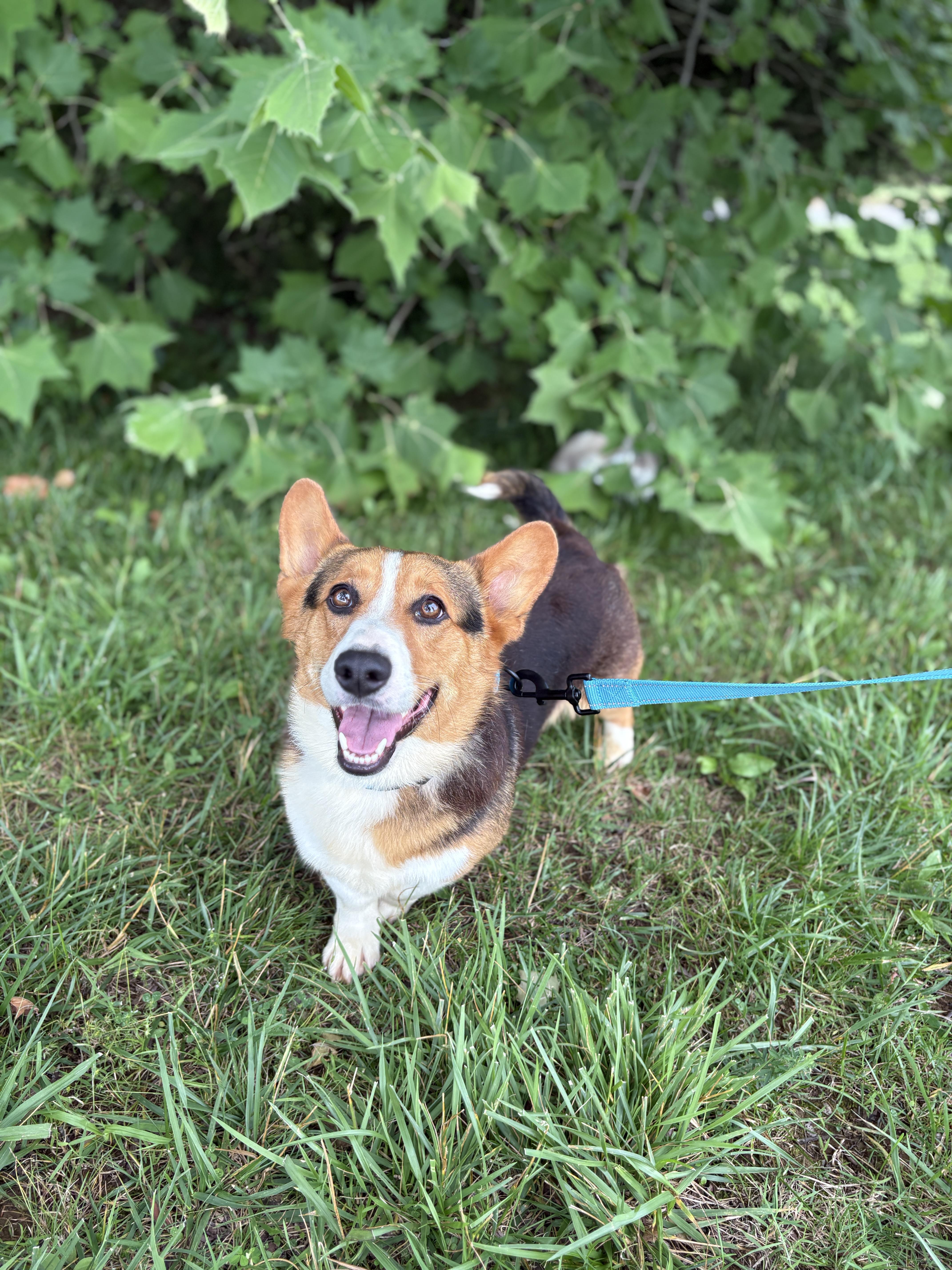 Enlarge Bo- Transport, a Adoptable Corgi in Mount Joy, PA image 2/6