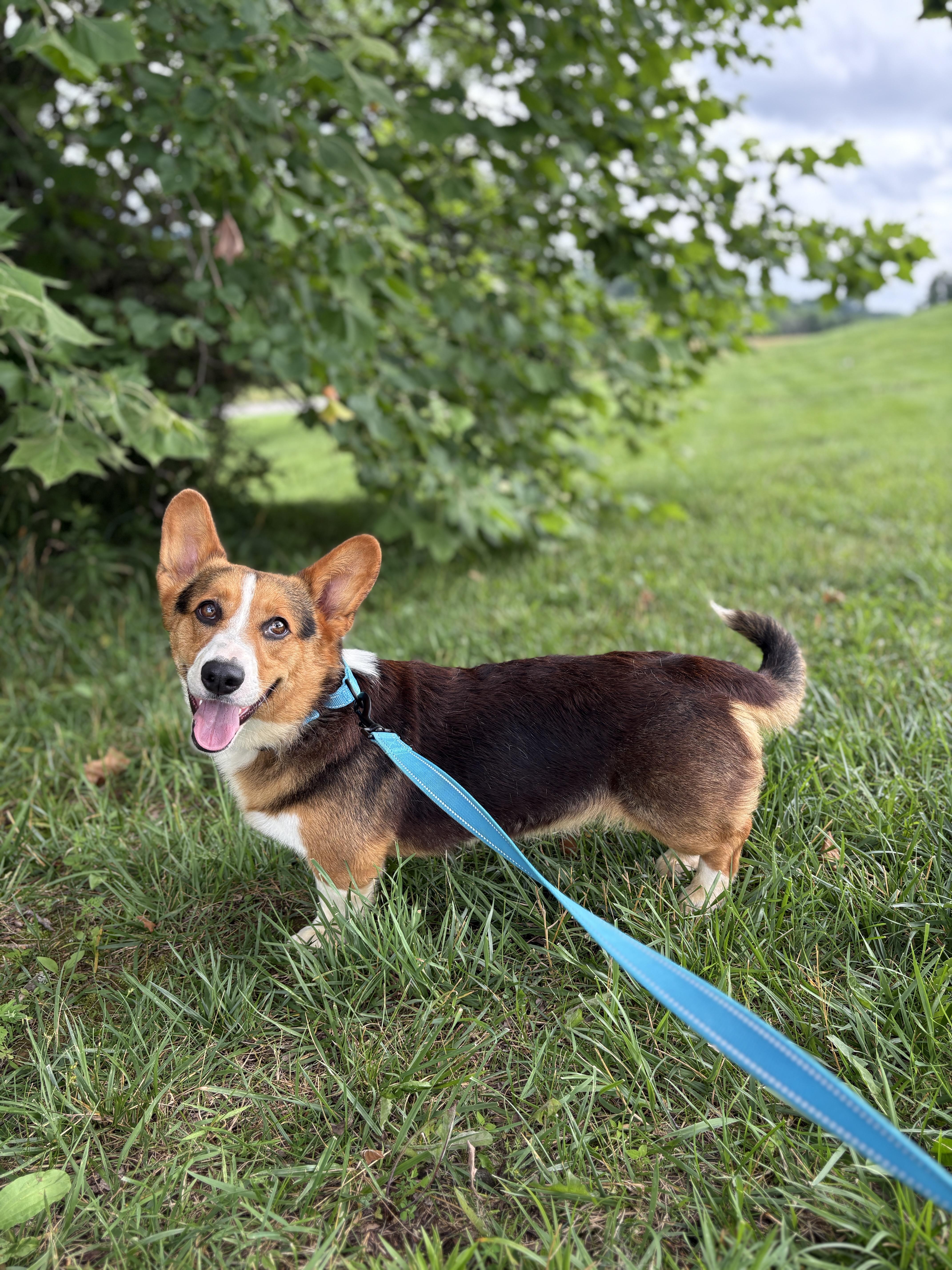 Enlarge Bo- Transport, a Adoptable Corgi in Mount Joy, PA image 3/6