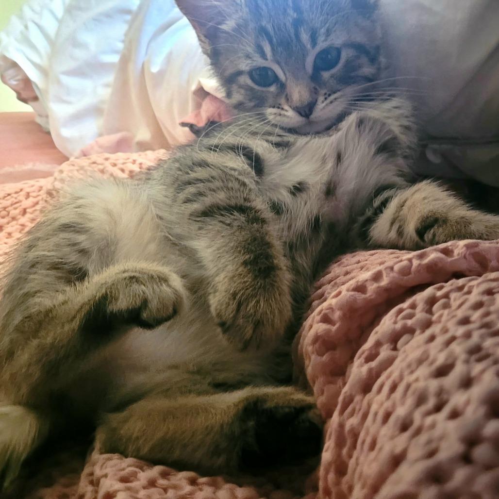 Enlarge Prudence, a Adoptable Domestic Short Hair in Keizer, OR image 1/2