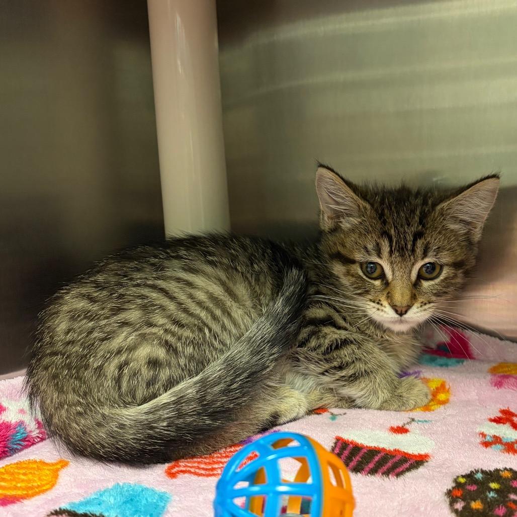 Enlarge Prudence, a Adoptable Domestic Short Hair in Keizer, OR image 2/2