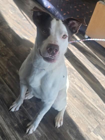 Erik, Adoptable, Adult Male Siberian Husky & German Shorthaired Pointer.