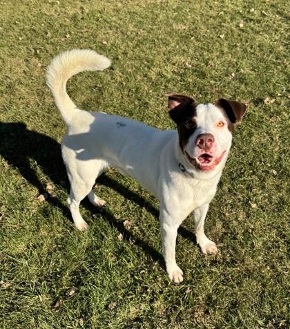 Enlarge Erik, a Adoptable mixed breed in Willmar, MN image 2/2