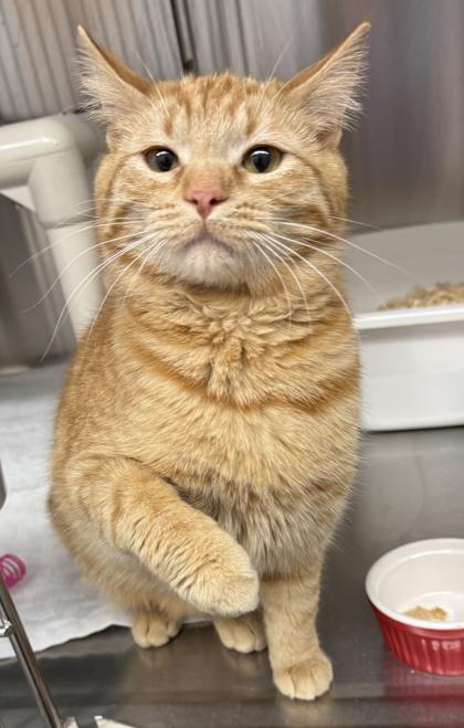 Enlarge Rey, a ADOPTABLE Domestic Short Hair in Meadow Lake, SK image 1/3