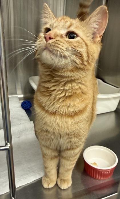 Enlarge Rey, a ADOPTABLE Domestic Short Hair in Meadow Lake, SK image 3/3