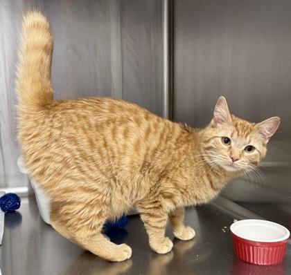 Enlarge Rey, a ADOPTABLE Domestic Short Hair in Meadow Lake, SK image 2/3