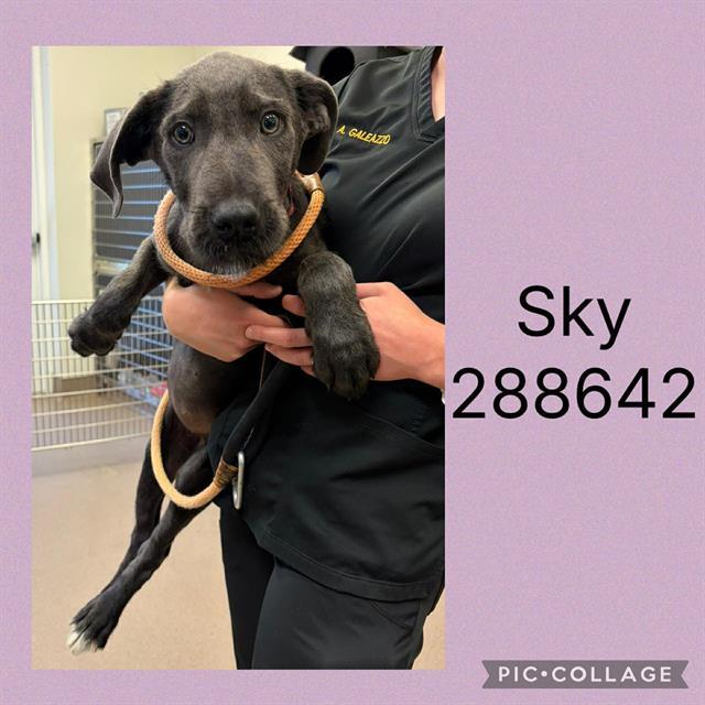 Enlarge SKY, a Adoptable mixed breed in Macon, GA image 1/1