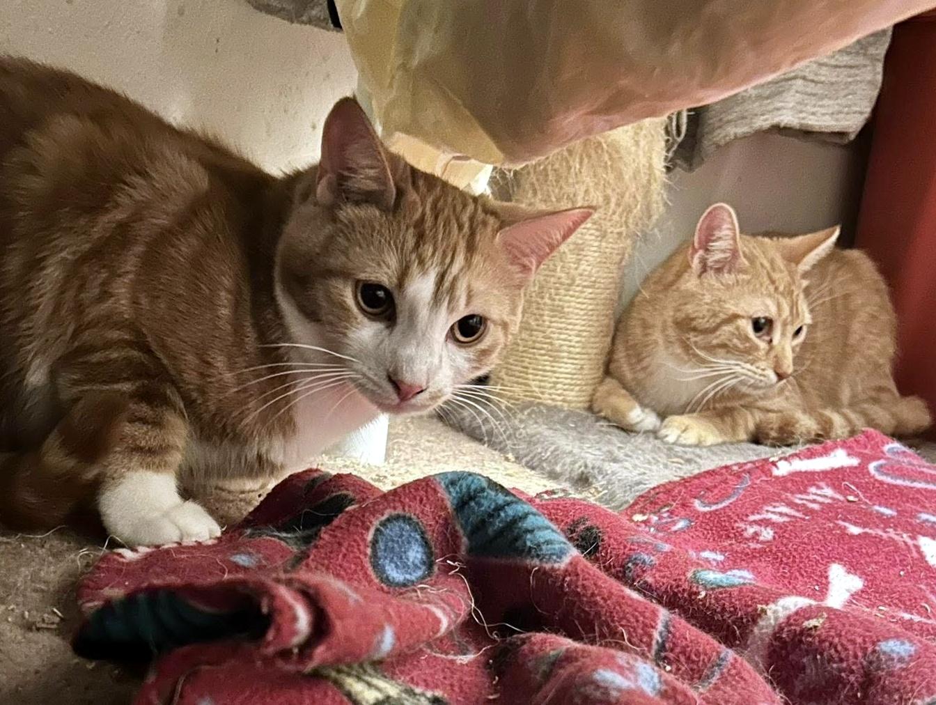 Enlarge Egg Roll & Dumpling, a ADOPTABLE Domestic Short Hair in Pittsburgh, PA image 4/6