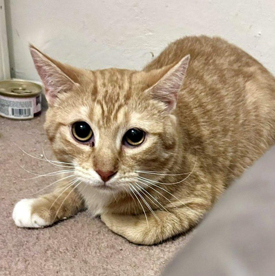 Enlarge Egg Roll & Dumpling, a ADOPTABLE Domestic Short Hair in Pittsburgh, PA image 3/6