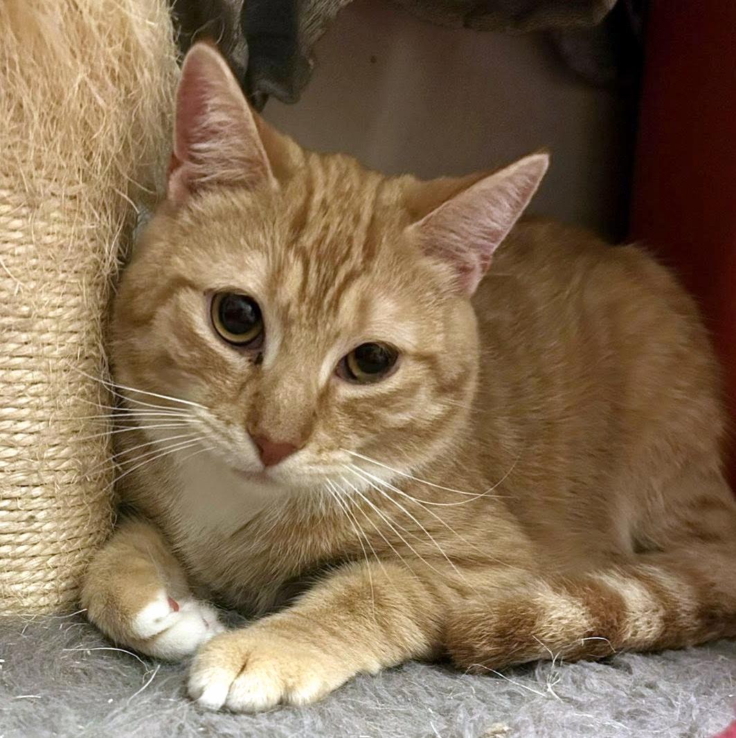 Enlarge Egg Roll & Dumpling, a ADOPTABLE Domestic Short Hair in Pittsburgh, PA image 6/6