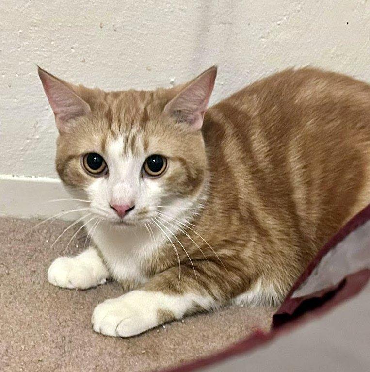 Enlarge Egg Roll & Dumpling, a ADOPTABLE Domestic Short Hair in Pittsburgh, PA image 2/6