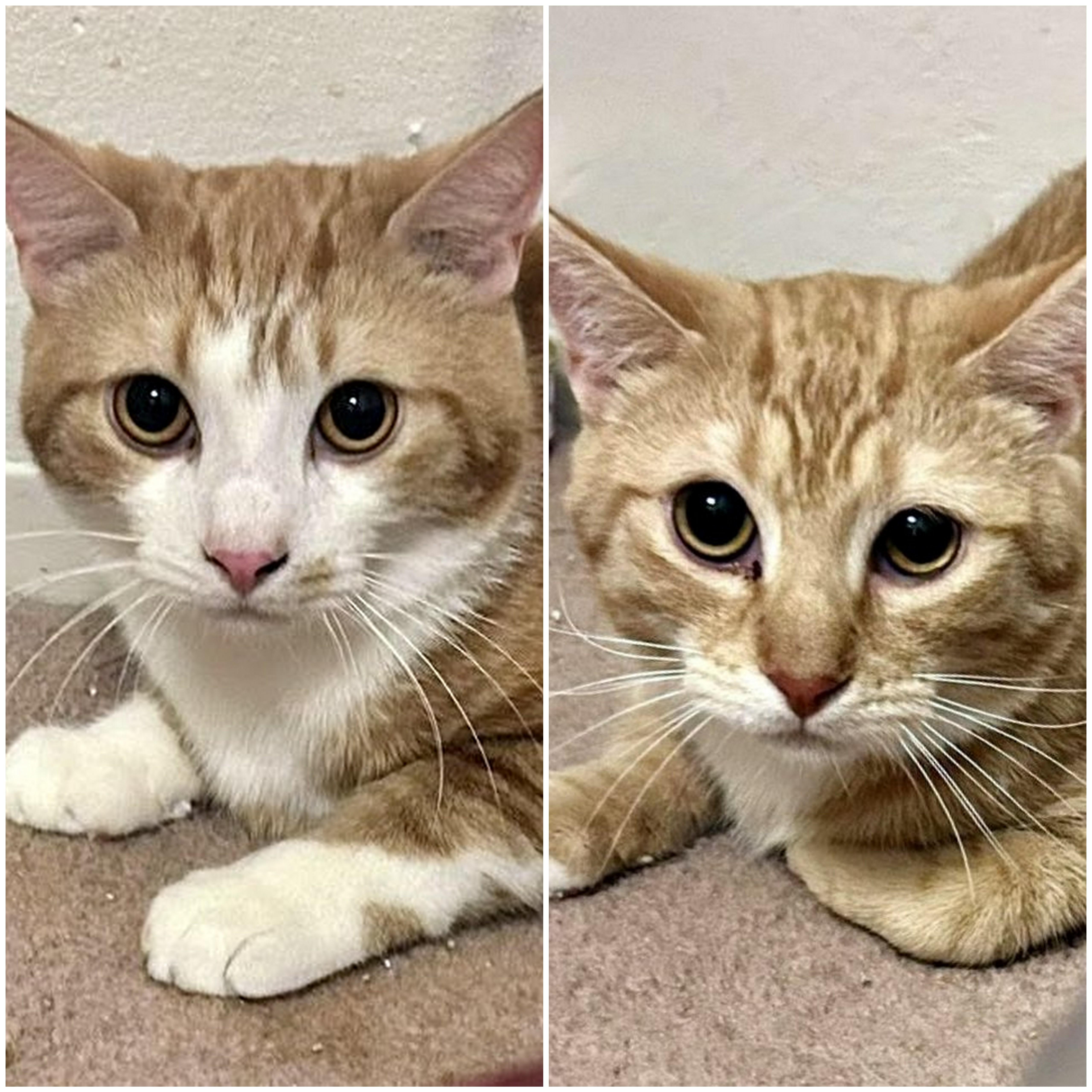 Egg Roll & Dumpling, ADOPTABLE, Kitten Male Domestic Short Hair.