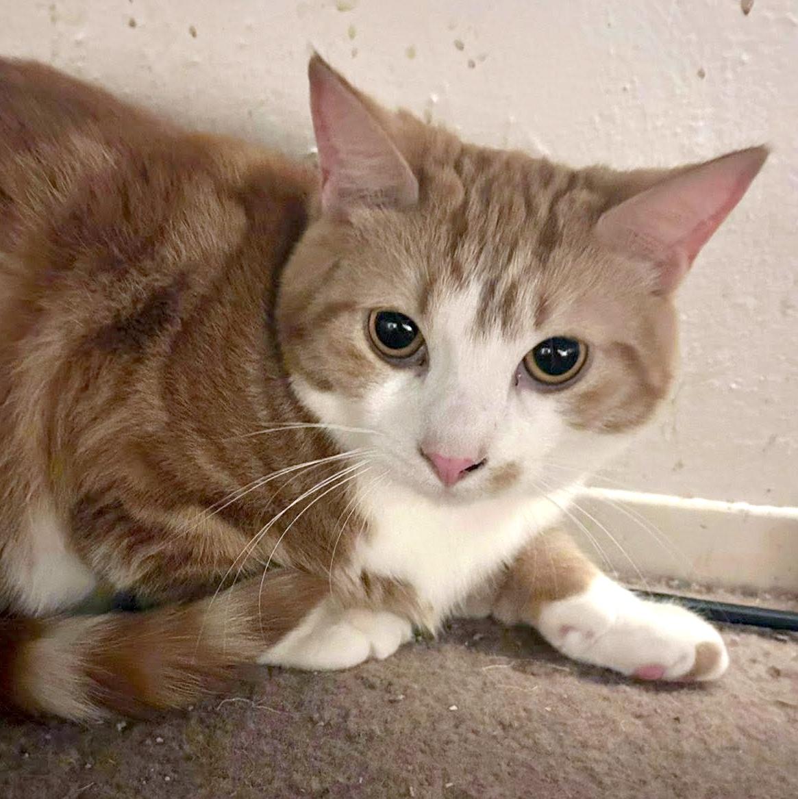 Enlarge Egg Roll & Dumpling, a ADOPTABLE Domestic Short Hair in Pittsburgh, PA image 5/6