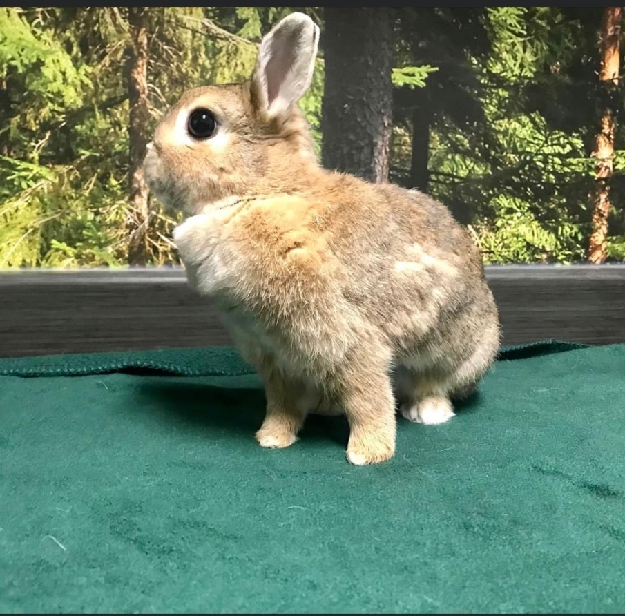 Aurora, Adopted, Young Female Netherland Dwarf.
