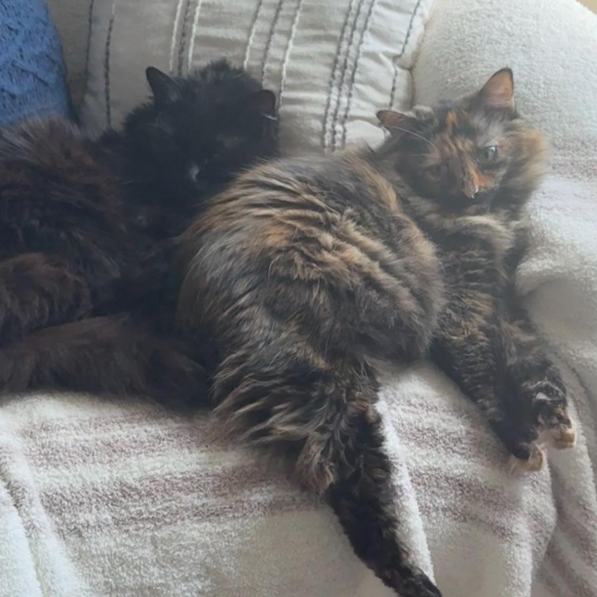 Valeria, a Adoptable Domestic Long Hair in Conway, SC image 2/3