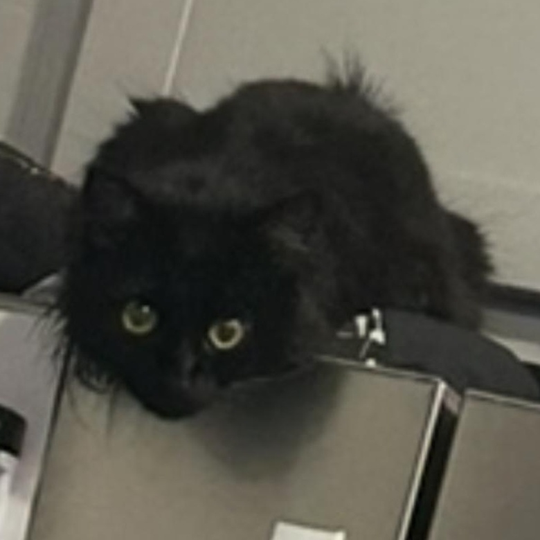 Valeria, a Adoptable Domestic Long Hair in Conway, SC image 1/3