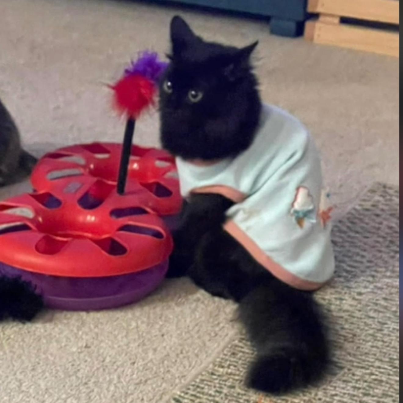 Valeria, a Adoptable Domestic Long Hair in Conway, SC image 3/3