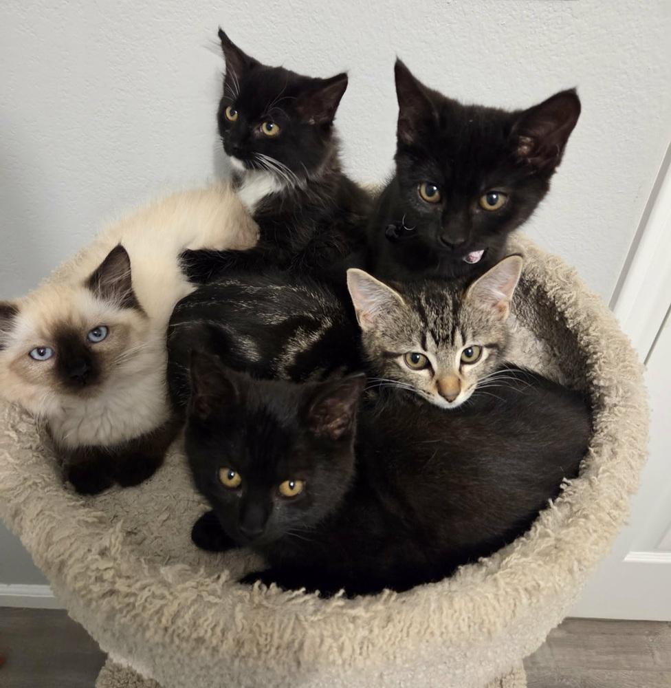 Bubbles, Adoptable, Kitten Female Domestic Medium Hair.