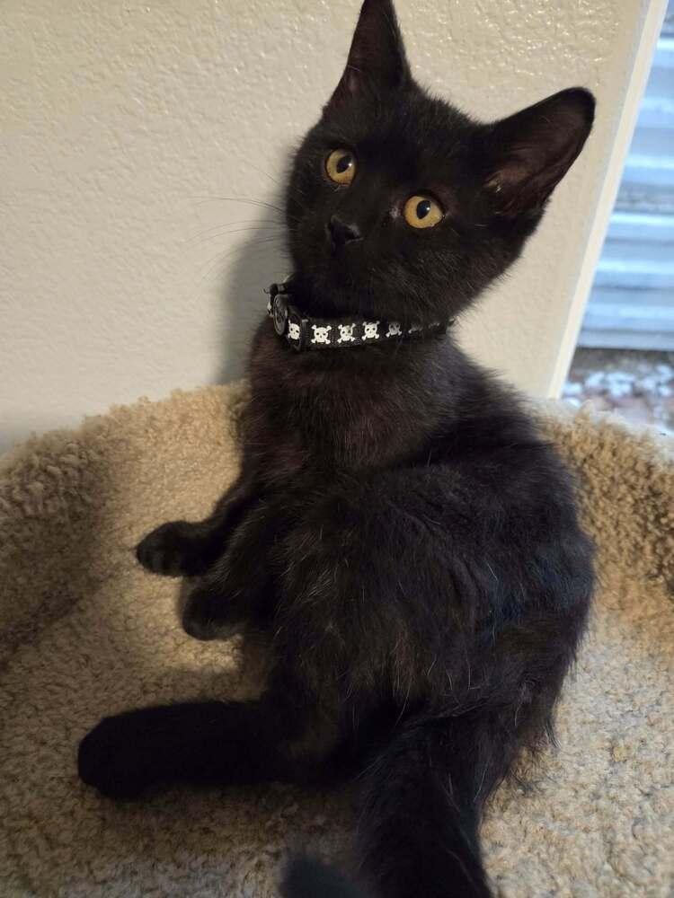 Enlarge Bubbles, a Adoptable mixed breed in Sedalia, CO image 2/2