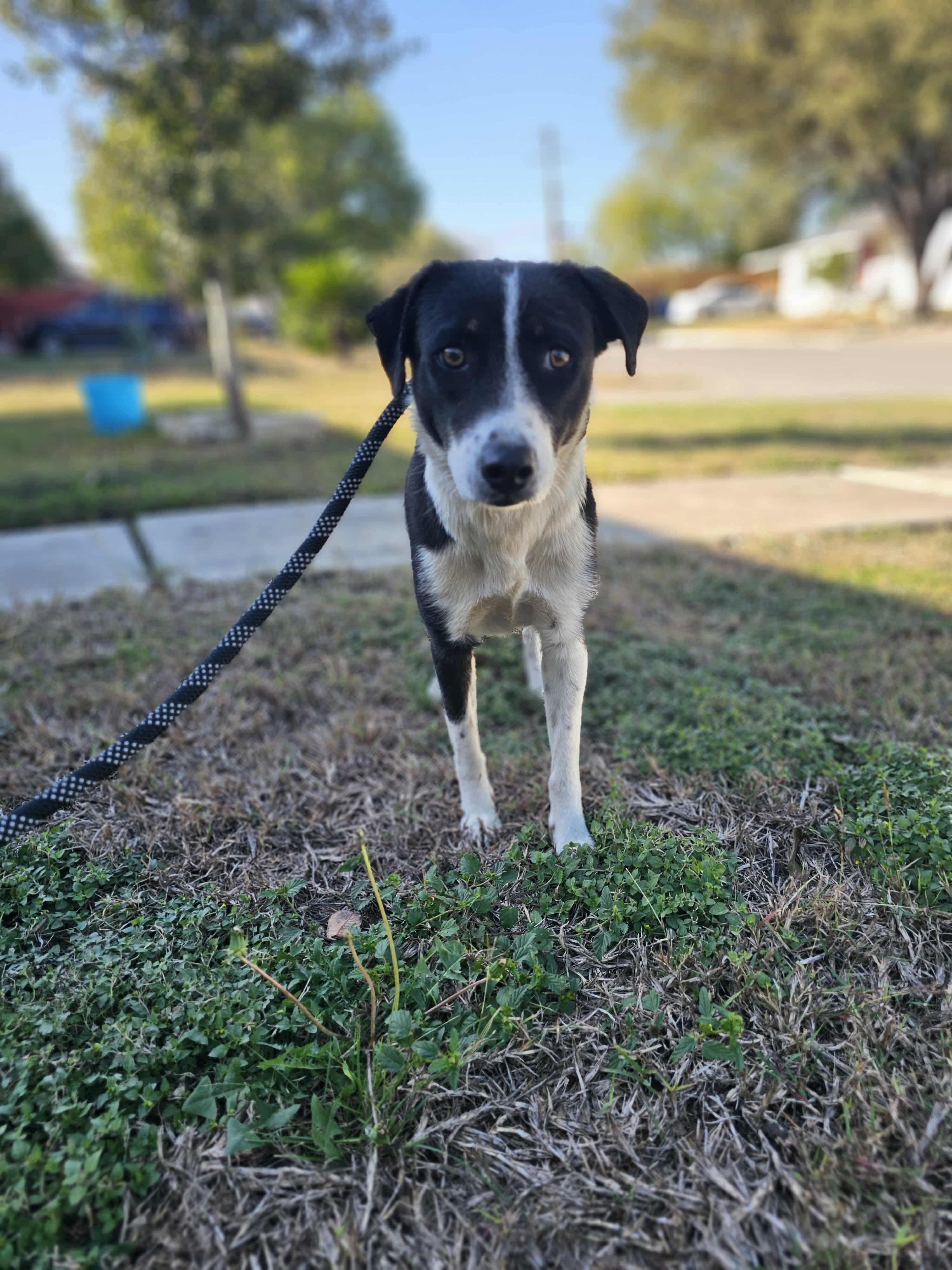 Noelle, ADOPTABLE, Young Female Border Collie & Black Labrador Retriever.