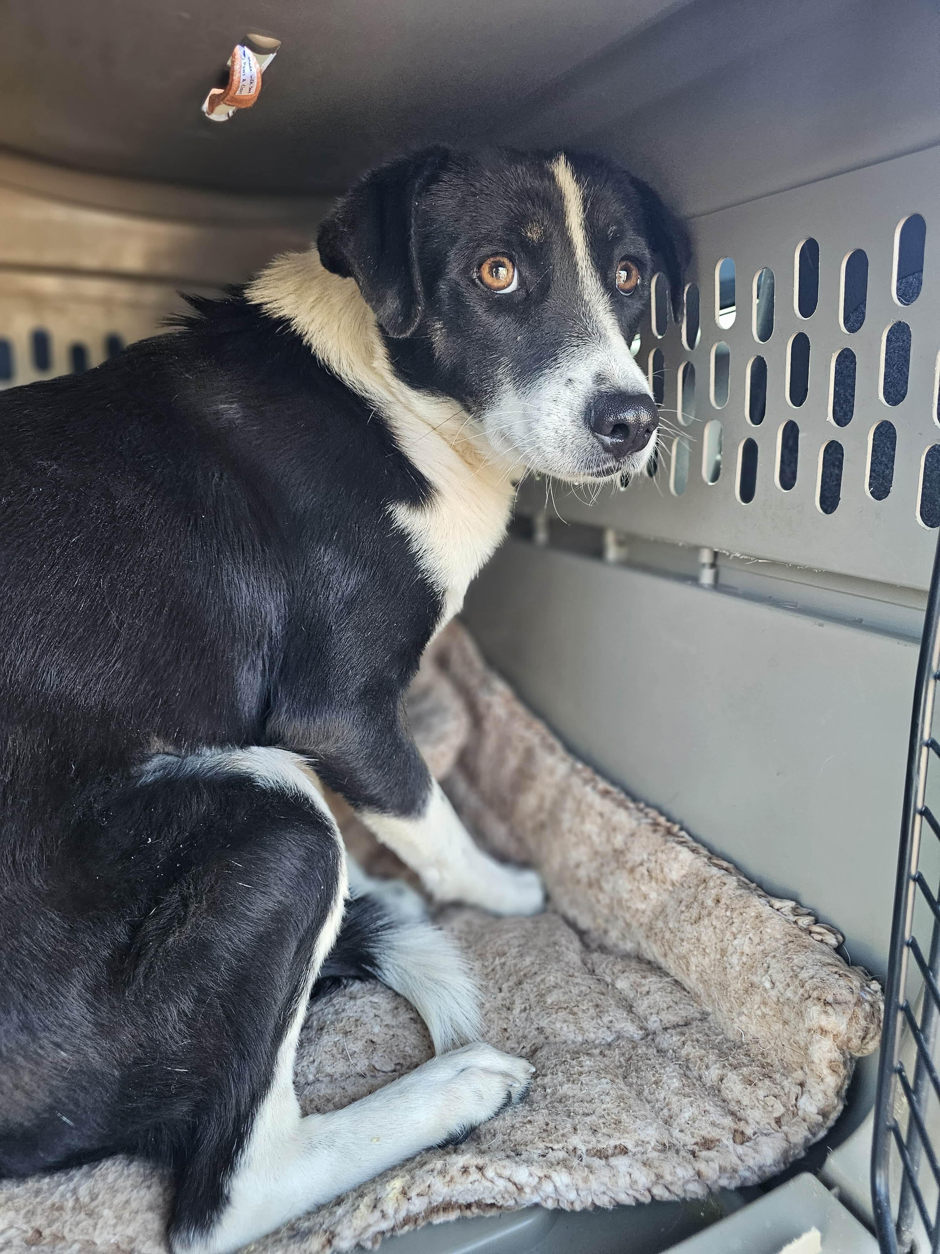 Noelle, a ADOPTABLE mixed breed in Boston, MA image 2/4