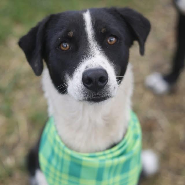 Noelle, a ADOPTABLE mixed breed in Boston, MA image 3/4