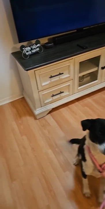 Enlarge Noelle, a ADOPTABLE mixed breed in Boston, MA video 4/4