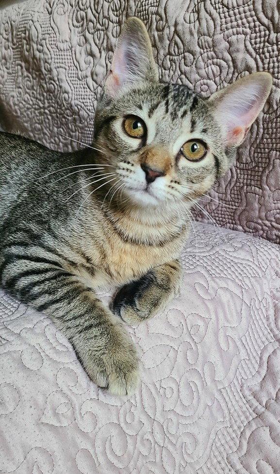 Trace, Adoptable, Kitten Female Domestic Short Hair.