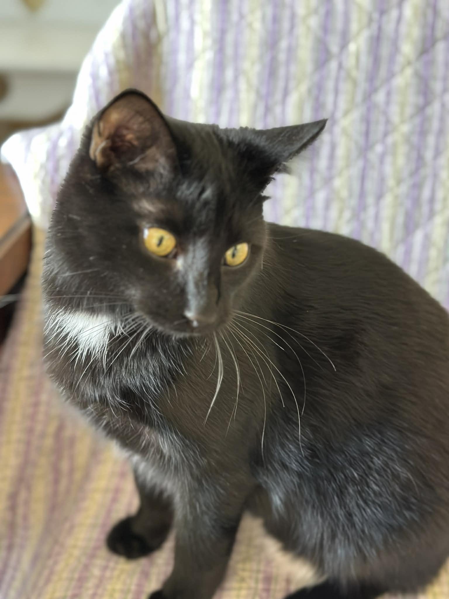 BENTLEY, an adoptable Domestic Short Hair in Owatonna, MN image 6/6