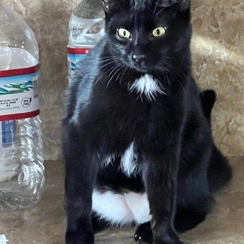BENTLEY, an adoptable Domestic Short Hair in Owatonna, MN image 2/6