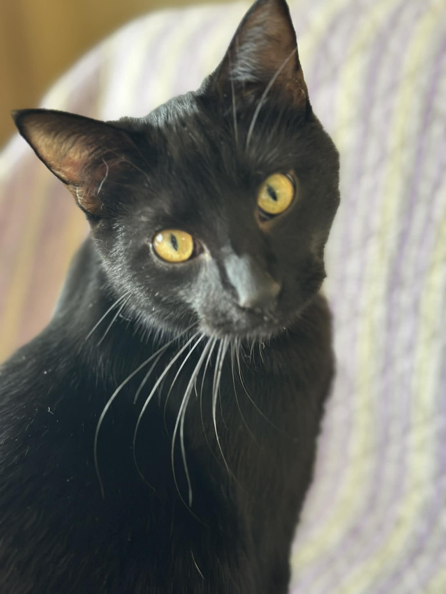 BENTLEY, an adoptable Domestic Short Hair in Owatonna, MN image 5/6