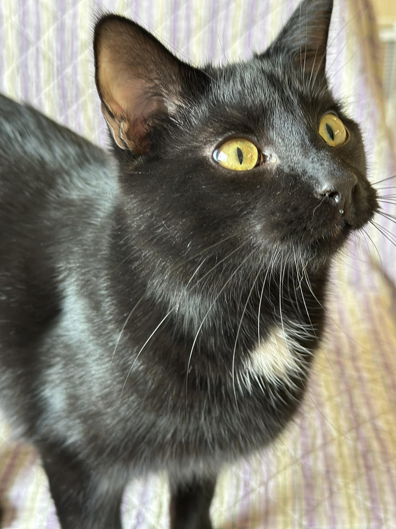 BENTLEY, an adoptable Domestic Short Hair in Owatonna, MN image 3/6